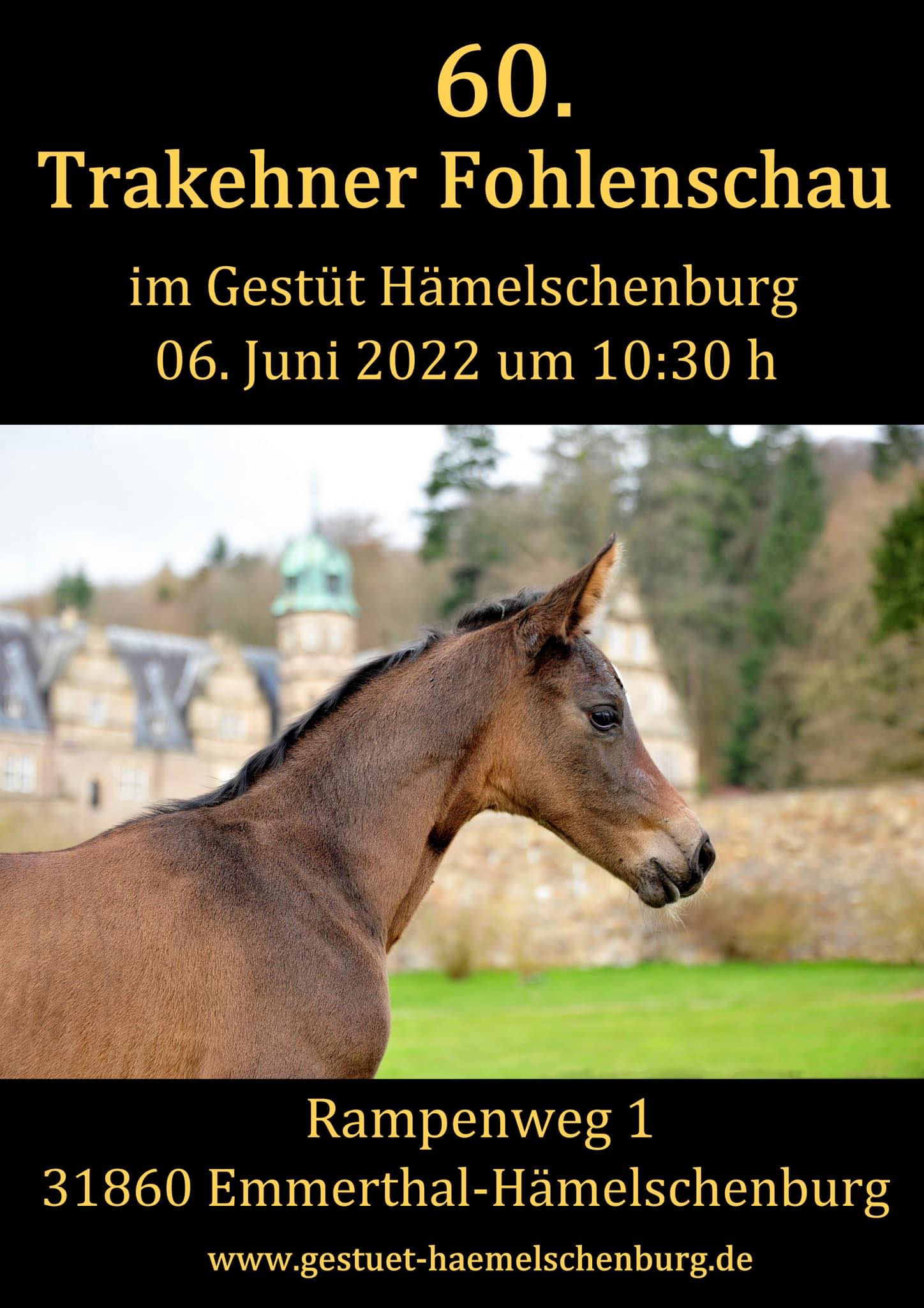 Am 6.6.2022 findet im Gestüt Hämelschenburg die 60. Fohlenschau statt - Foto: Beate Langels -
Trakehner Gestüt Hämelschenburg