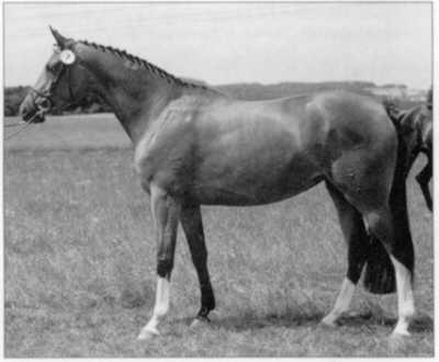 Agatha Christie - Champion at the central mare grading