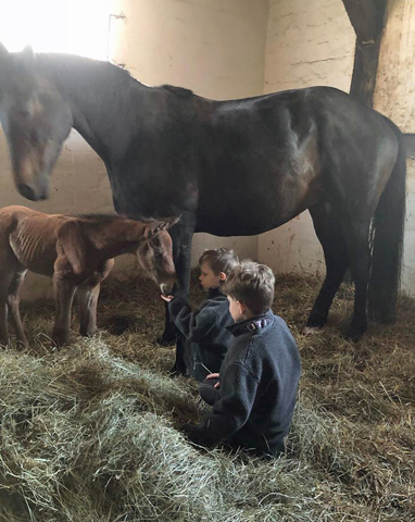 Hengstfohlen von High Motion u.d. Gundell - Foto: Forsthaus Tiergarten, L�neburg