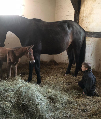 Hengstfohlen von High Motion u.d. Gundell - Foto: Forsthaus Tiergarten, L�neburg