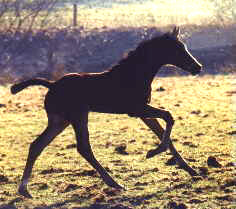 Filly by Freudenfest and Bell' Air - 5 days old