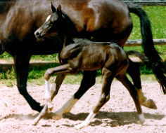 Filly by Kostolany and Bell' Air - 8 days old