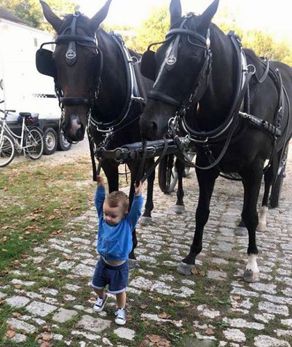 Der 4jhrige Grand Cyr   im Trakehner Gestt Hmelschenburg - Foto: privat