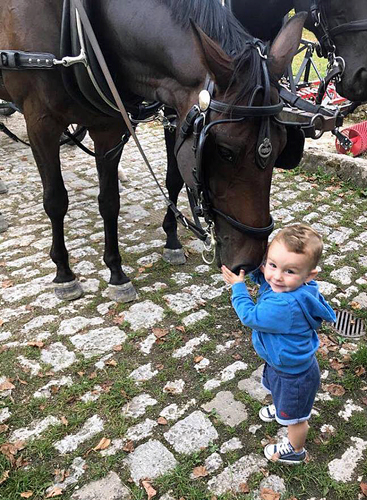 Der 4jhrige Grand Cyr   im Trakehner Gestt Hmelschenburg - Foto: privat