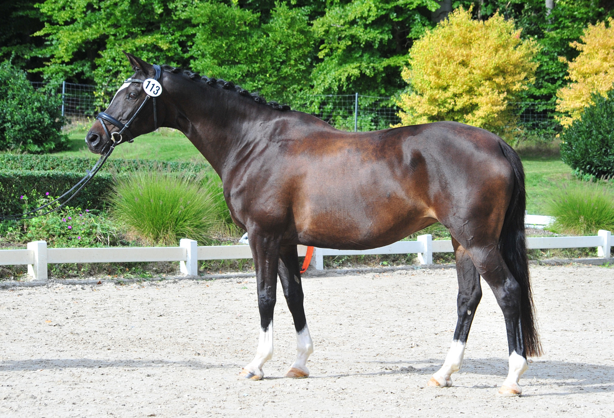 Glorya Gaynor Trakehner Bundesstutenschau Kranichstein 2025 - Foto: Beate Langels - Trakehner Gestüt Hämelschenburg