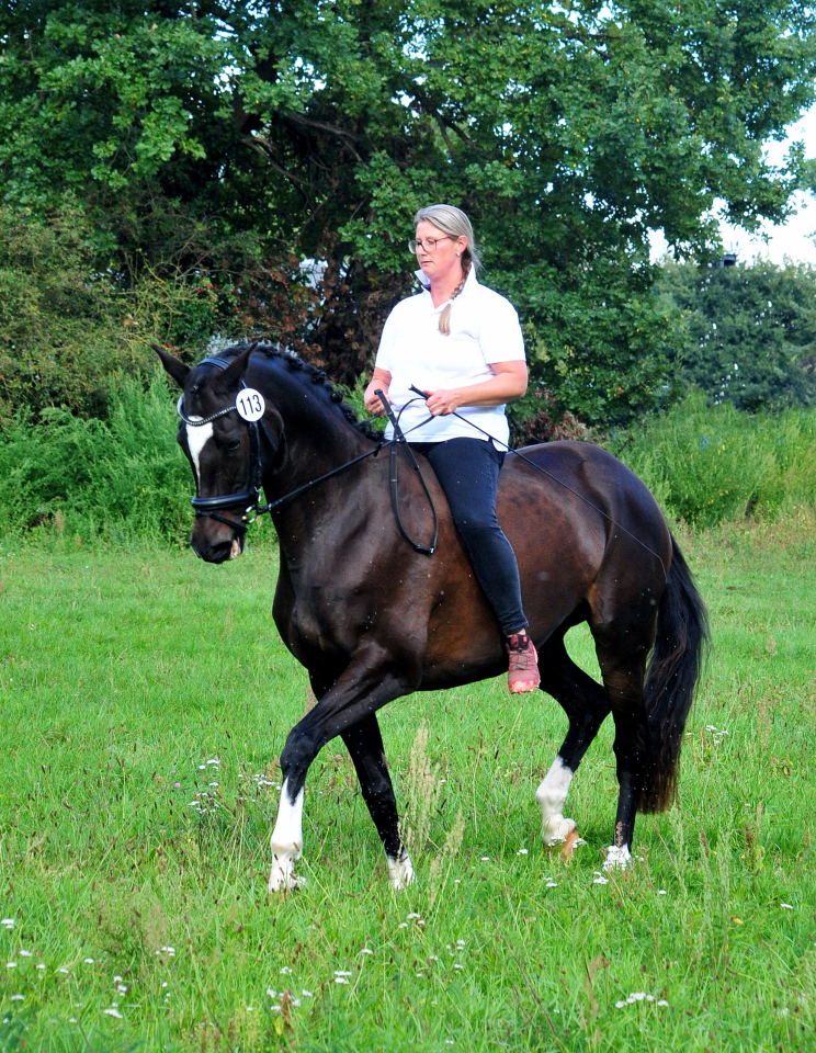 Glorya Gaynor Trakehner Bundesstutenschau Kranichstein 2025 - Foto: Beate Langels - Trakehner Gestüt Hämelschenburg