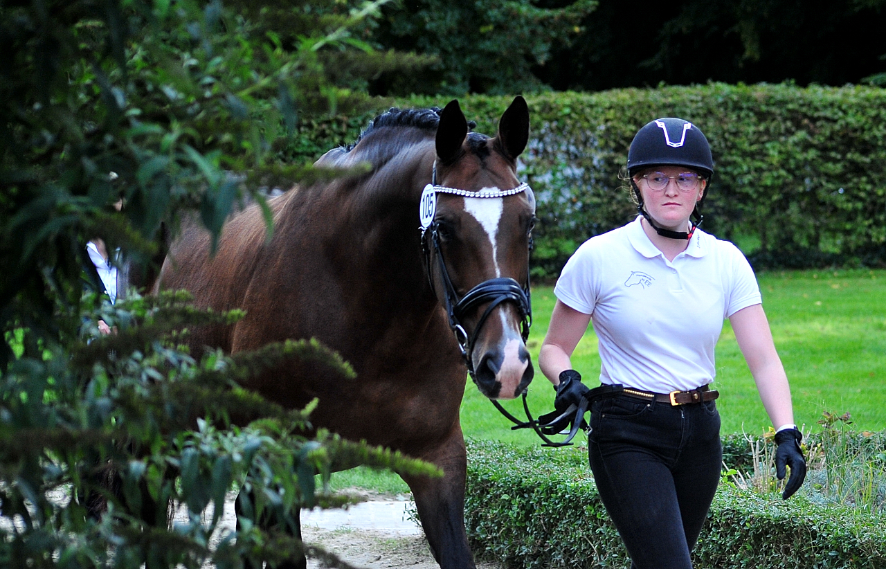 Tacyra - VII. Trakehner Bundesstutenschau Kranichstein 2025 - Foto: Beate Langels - Trakehner Gestüt Hämelschenburg