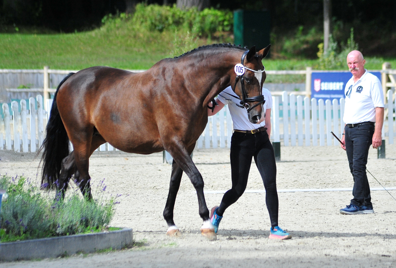 Tacyra - Trakehner Bundesstutenschau Kranichstein 2025 - Foto: Beate Langels - Trakehner Gestüt Hämelschenburg