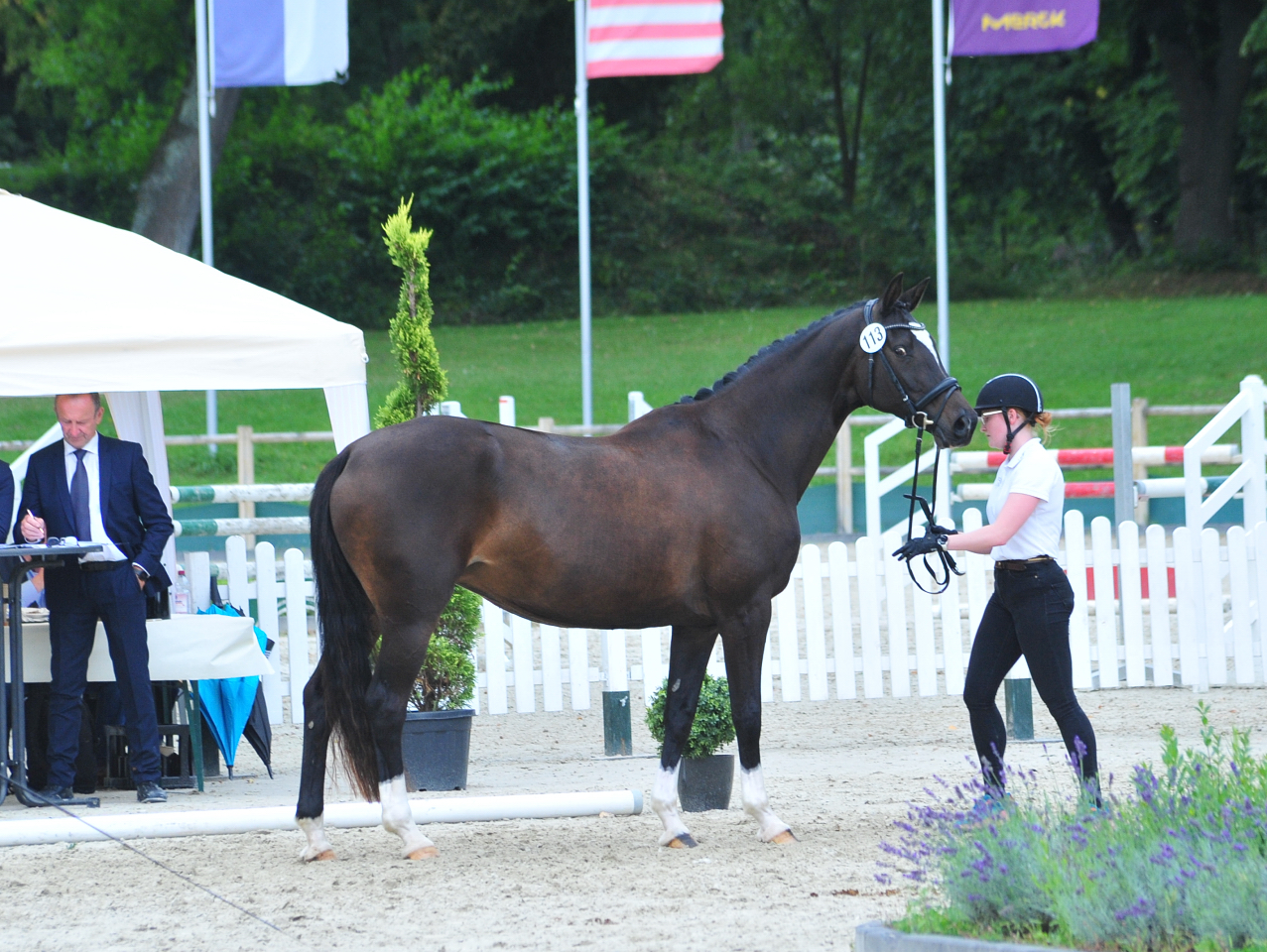 Glorya Gaynor Trakehner Bundesstutenschau Kranichstein 2025 - Foto: Beate Langels - Trakehner Gestüt Hämelschenburg