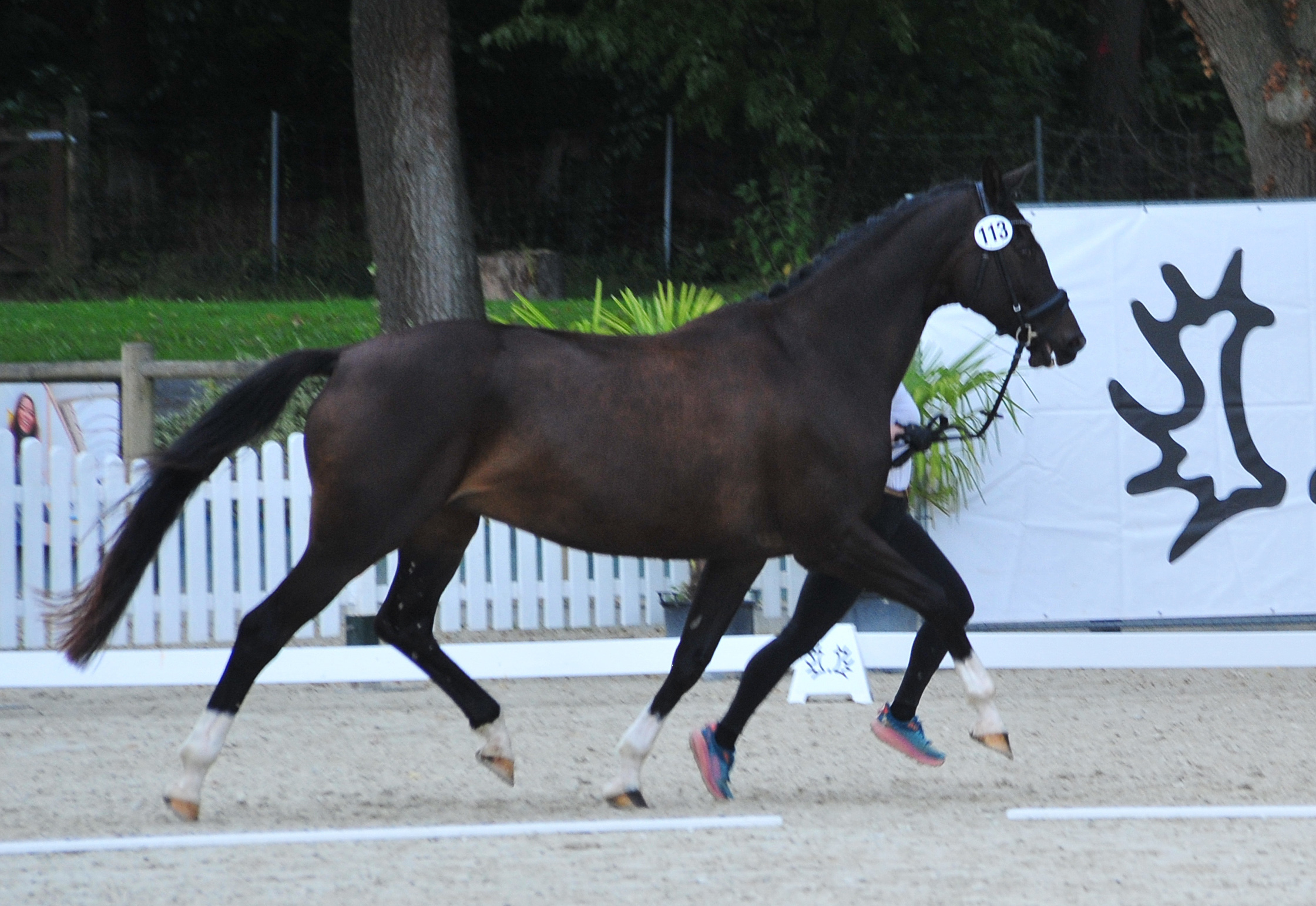 Glorya Gaynor Trakehner Bundesstutenschau Kranichstein 2025 - Foto: Beate Langels - Trakehner Gestüt Hämelschenburg