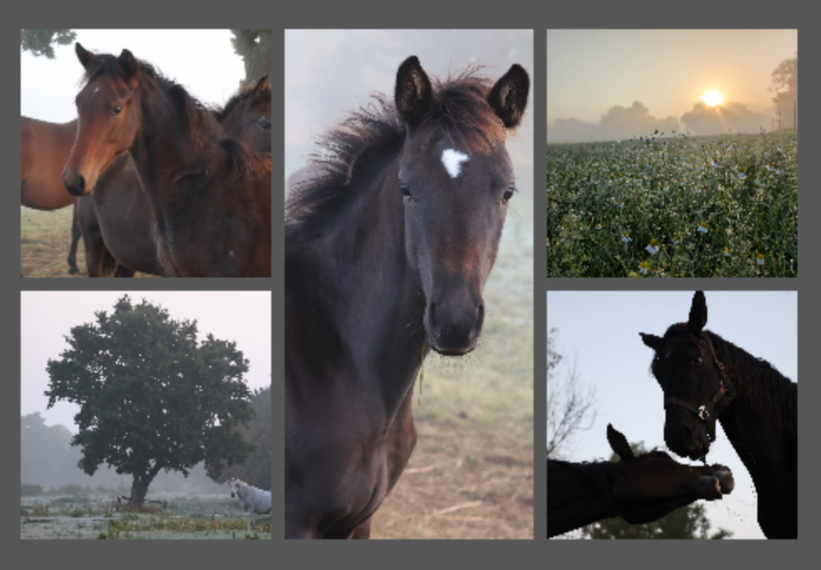 Oktober 2025 in Hmelschenburg - Fotoa: Sabine Beyer - Trakehner Gestt Hmelschenburg