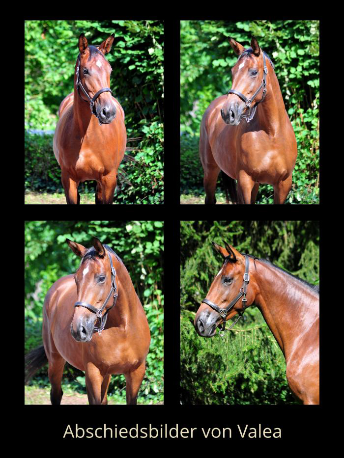 Morgens fr�h an der Emmer bei den Trakehnern - Foto: Sabine Beyer - Trakehner Gest�t H�melschenburg