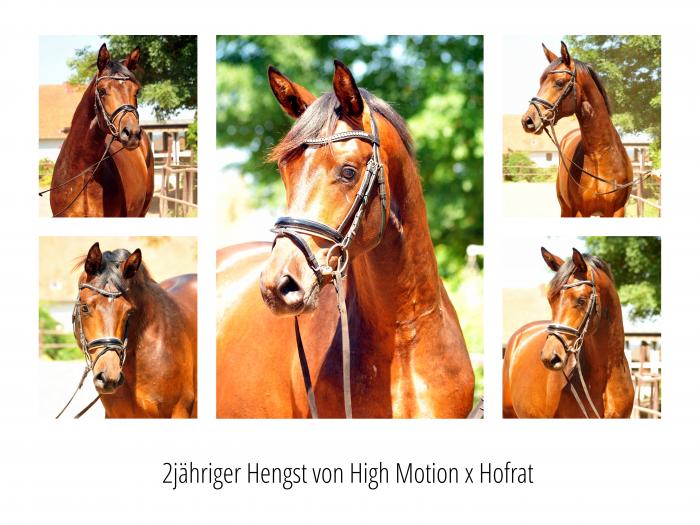 2jhriger Hengst von High Motion x Hofrat - 28. Juni 2019 - Foto: Beate Langels