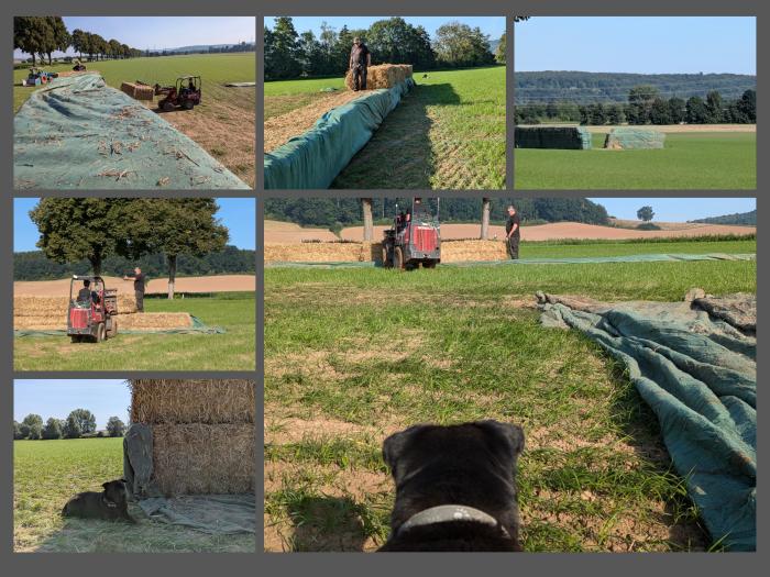 Unsere Feldgrasweide wird vorbereitet - Foto Sabine Beyer - Trakehner Gest�t H�melschenburg