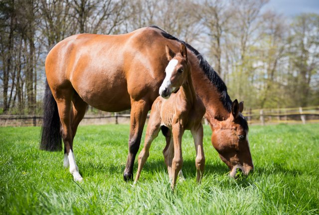 Hengstfohlen von High Motion x Singolo - Freudenfest - Foto: Corinna Gerling