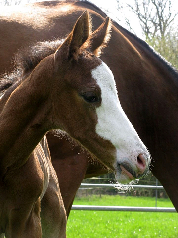 Hengstfohlen von High Motion x Singolo - Freudenfest - Foto: Corinna Gerling