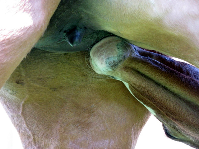 Hengstfohlen von High Motion x Singolo - Freudenfest - Foto: Corinna Gerling