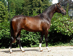 Deerberg - 2-year old colt by Freudenfest out of Didaktik by Manrico