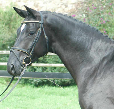 2-years old Trakehner stallion Donaugraf by Kostolany - August 2005