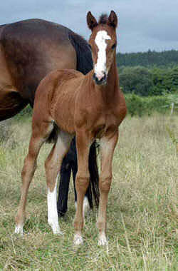 4 Wochen altes Stutfohlen v. Exclusiv - Be my Chief xx