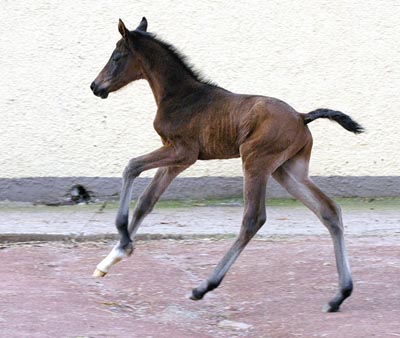 Oldenburger Colt by Freudenfest out of Beloved by Kostolany - at the age of 3 days