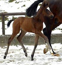 Oldenburger Colt by Freudenfest out of Beloved by Kostolany- Sandro