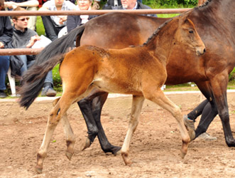 Colt by Oliver Twist x Summertime
