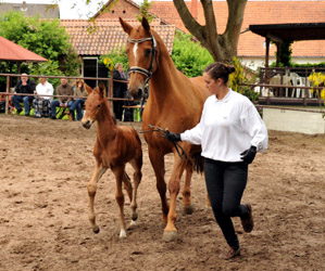 Filly by Oliver Twist x Kostolany - Foto Beate Langels