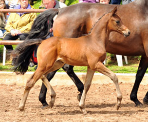 Filly by Saint Cyr out of Pr.St. Ava by Freudenfest - Foto Beate Langels