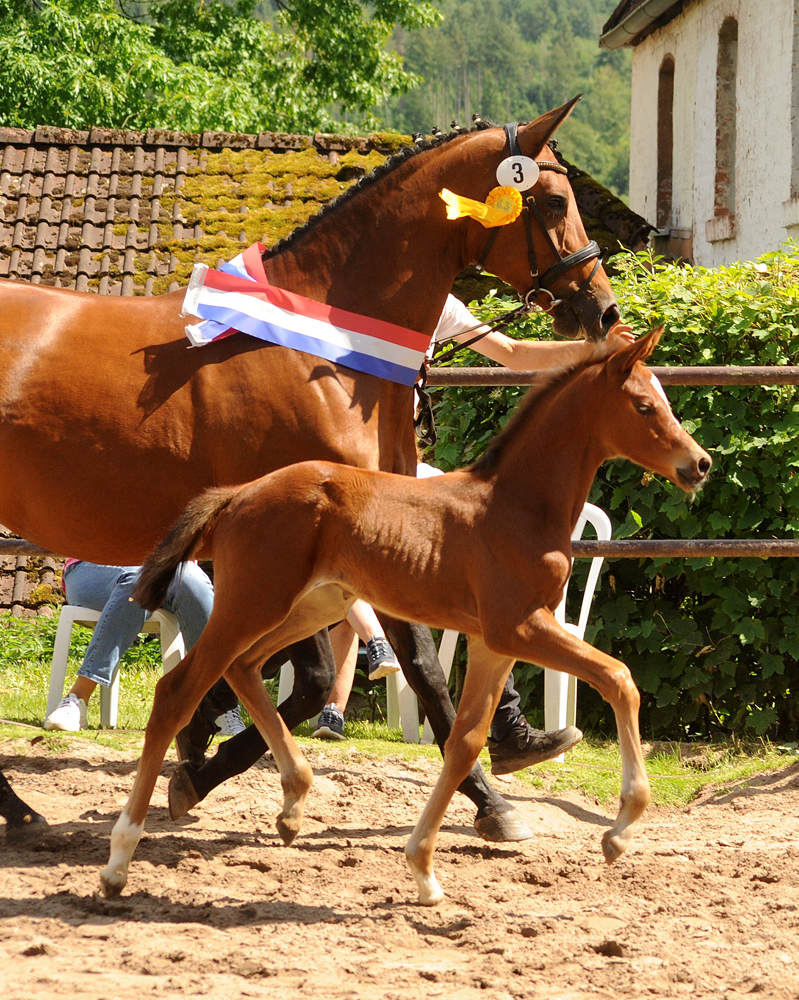 Trakehner Hengstfohlen von Glücksruf u.d. Pr.St. Schwalbe's Beauty v. High Motion x Imperio  - Gestüt Hämelschenburg - Beate Langels