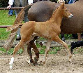 Filly by Hope of Heaven out of Alla Tedesca by Buddenbrock, Foto: Beate Langels