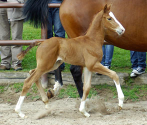 Colt by Freudenfest out of Rondesvous by Kostolany - Foto Beate Langels