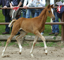 Filly by Kostolany out of Erina by Caprimond, Foto: Beate Langels