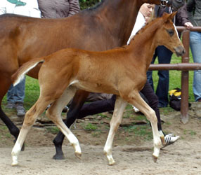 Filly by Kostolany out of Erina by Caprimond, Foto: Beate Langels