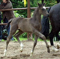 Colt by Shavalou out of Greta Garbo by Alter Fritz, Foto: Beate Langels