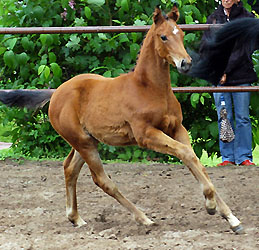 Filly by Summertime out of Sacre Coeur by Sixtus, Foto: Beate Langels, Hmelschenburg