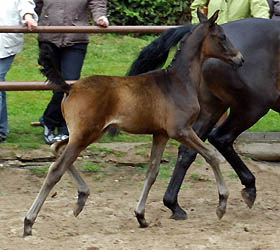 Colt by Summertime out of Belle de Loup by Heuriger, Foto Beate Langels