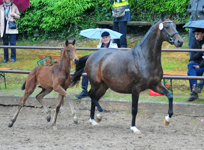Oldenburger Stutfohlen von O'Toto van de wimphof u.d. Schwalbenflocke v. Sir Donnerhall I u.d. Schwalbendiva v. Totilas 
 - Trakehner Gestüt Hämelschenburg - Beate Langels