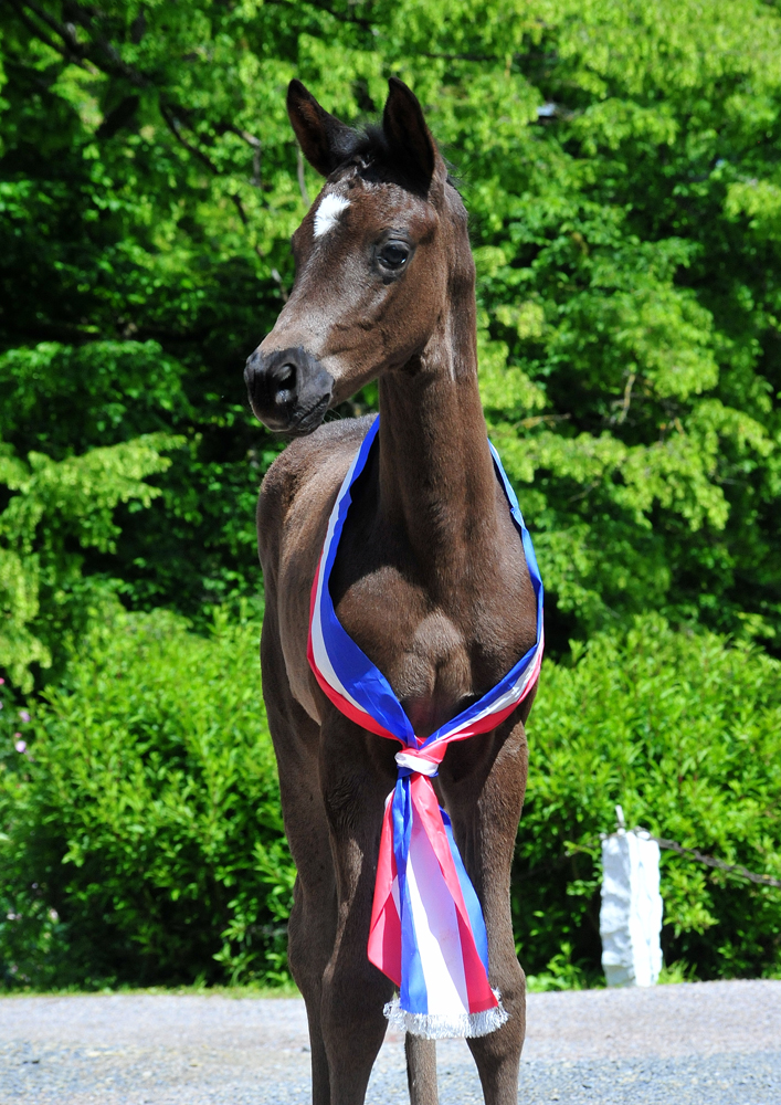 Karihma - Trakehner Stutfohlen von His Moment u.d. Karidia v. Saint Cyr u.d. Pr.St. Karida v. Oliver Twist - Foto: Beate Langels - Trakehner Gestüt Hämelschenburg