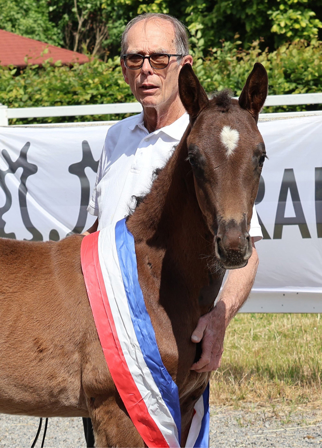 Fotos und Ergebnisse der 63. Trakehner Fohlenschau im Gestt Hmelschenburg - Foto: Beate Langels - Trakehner Gestt Hmelschenburg