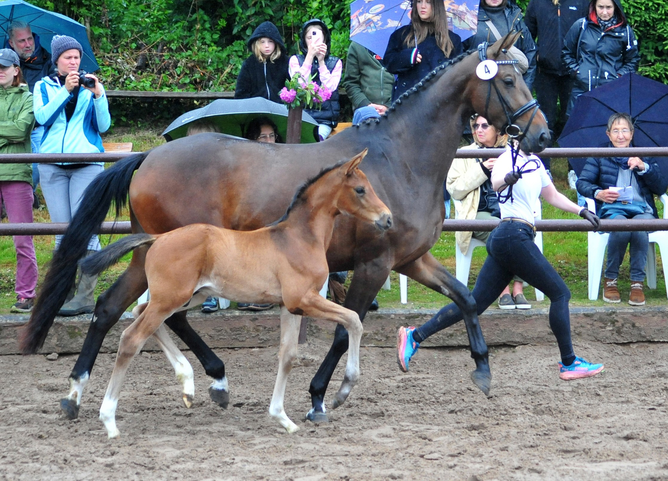 Trakehner Hengstfohlen von Glücksruf u.d. Pr.St. Val d'Amour v. Tantalos - High Motion  - Gestüt Hämelschenburg - Beate Langels