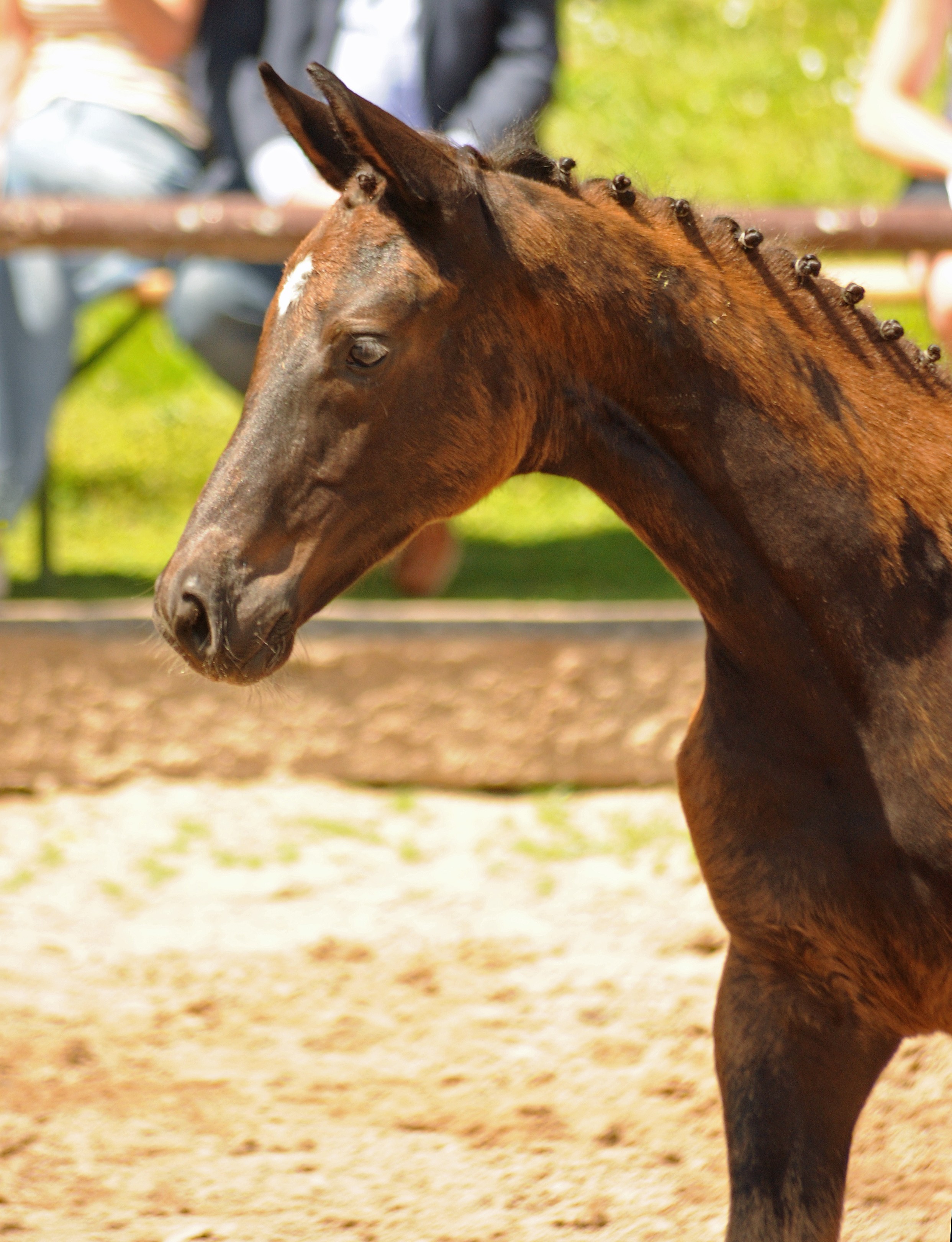 Trakehner Stute Talizia von Zauberdeyk u.d. Pr.St. Taluna v. Alter Fritz - Foto: Beate Langels - Trakehner 
Gestüt Hämelschenburg