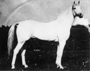 Arabian Stallion 