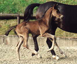 Filly by Exclusiv x Kostolany