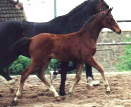 Filly by Freudenfest and Bell' Air