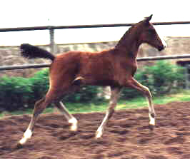 Colt by Freudenfest out of Schwalbenspiel by Exclusiv