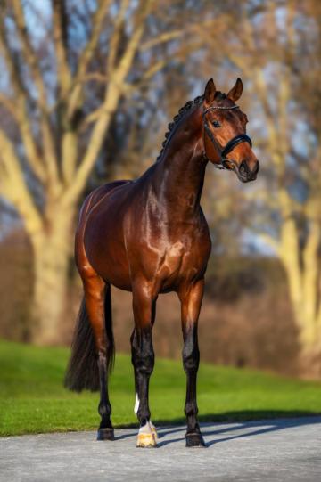 F-ONE Oldenburger Hengst von F�rst Toto u.d. Schwalbenflocke v. Sir Donnerhall I u.d. Schwalbendiva v. Totilas 
Trakehner Gest�t H�melschenburg - Beate Langels