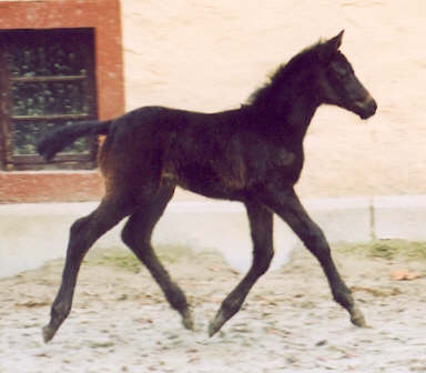 14 days old filly by Summertime out of Tavolara