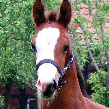 Hengstfohlen von High Motion x Singolo - Freudenfest - Foto: Corinna Gerling