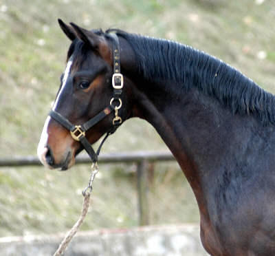 Galvani - 2-years old Gelding by Alter Fritz out of premium-mare Guendalina by Red Patrick xx